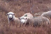 sheep at Puerto Prat