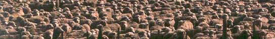 sheep in pen