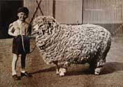 boy + sheep