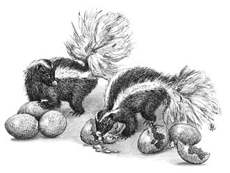 skunks