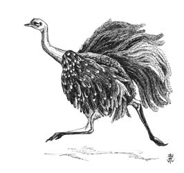 ostrich